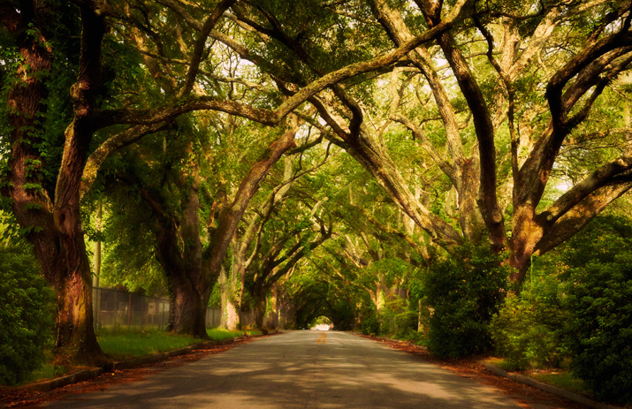 Beautiful tree-lined street in Albany, Georgia